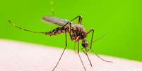 Usar soluções caseiras para repelir mosquitos Culex, de menor perigo, é uma coisa...  Foto: Getty Images / BBC News Brasil