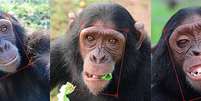 Imagens de chimpanzés estão sendo usadas para treinar o algoritmo, que ajudará a salvar espécie ameaçada de extinção  Foto: ChimpFace / BBC News Brasil