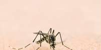 Mosquito &#039;tigre asiático&#039;  Foto: iStock