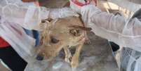 Hospital provisório montado em fazenda serve como refúgio de animais resgatados em Brumadinho.  Foto: Divulgação/ CRMV-MG / Estadão Conteúdo