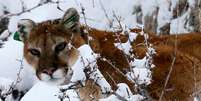 Leão da montanha em Golden, no Colorado
03/04/2014
REUTERS/Rick Wilking  Foto: Reuters