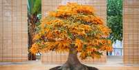 Plantados em pequenos vasos, bonsais precisam de cuidados especiais para sobreviver  Foto: Getty Images / BBC News Brasil