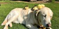 Labrador que vive em ONG no Reino Unido 'adota' patinhos.  Foto: Divulgação/Mountfitchet Castle / Estadão Conteúdo