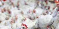 Aves em indústria de frangos de Lapa, PR
31/05/2016
REUTERS/Rodolfo Buhrer  Foto: Reuters