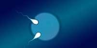 Acredita-se que o óvulo tenha sido fecundado simultaneamente por dois espermatozoides antes de ser dividido  Foto: Queensland University of Technology / BBC News Brasil