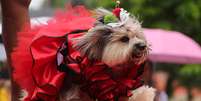 Cãezinhos dão show de fofura com fantasias criativas no "Blocão", no Rio de Janeiro  Foto: SERGIO MORAES / Reuters