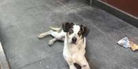 O cachorro que vivia solto na loja do Carrefour teria sido envenenado e espancado até a morte por um segurança  Foto: Reprodução/Facebook / Estadão Conteúdo