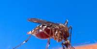 O mosquito 'Aedes aegypti' é transmissor do zika vírus, da dengue e da chikungunya  Foto: USDA|Divulgação / Estadão Conteúdo
