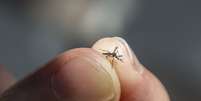 Mosquito Aedes Aegypt  Foto: Pabst_ell / iStock