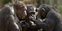 Os chimpanzés têm hábitos e comportamentos que variam muito de grupo para grupo  Foto: Getty Images / BBC News Brasil