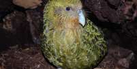 Kakapos chegaram a ser o pássaro mais comum da Nova Zelândia antes da colonização humana, que os deixou praticamente extintos  Foto: New Zealand Department of Conservation / BBC News Brasil