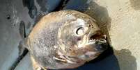 O peixe está sendo analisado para determinar sua espécie  Foto: SWNS / BBC News Brasil