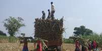 Workers load harvested sugarcane onto a trailer in a field in Gove village in the western state of Maharashtra, India, November 10, 2018. Picture taken November 10, 2018. REUTERS/Rajendra Jadhav  Foto: Reuters