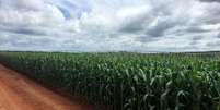 Plantio de milho na fazenda Cercado Grande 
01/04/2018
REUTERS/Marcelo Teixeira  Foto: Reuters