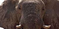 A população de elefantes em Botsuana triplicou nos últimos 30 anos  Foto: Getty Images / BBC News Brasil