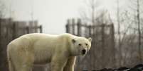 Ursa polar na cidade industrial russa de Norilsk
17/06/2019 REUTERS/Vyacheslav Yarinskiy  Foto: Reuters