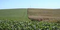 Campos de soja (&agrave; esquerda) e milho em Cruz Alta (RS) 27/02/2008 REUTERS/Inae Riveras  Foto: Reuters
