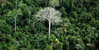 Floresta Amazônica, em foto de arquivo; Alemanha é a segunda maior contribuinte global para fundo de preservação desse bioma  Foto: Getty Images / BBC News Brasil