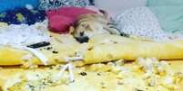 O c&atilde;o Chico, que ficou conhecido ap&oacute;s ter destru&iacute;do o colch&atilde;o da tutora e v&iacute;deo viralizar nas redes sociais.  Foto: Instagram/@chico_and_luke / Estad&atilde;o