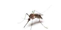 Mosquito culex preto  Foto: iStock