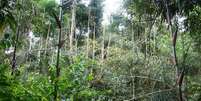 O bambu se tornou uma praga na floresta amazônica  Foto: Evandro Ferreira / BBC News Brasil
