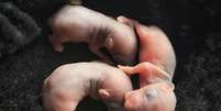 Cientistas japoneses vão tentar criar embriões 'humano-animais' usando inicialmente ratos e camundongos  Foto: Getty Images / BBC News Brasil