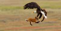 Kevin Ebi levou a menção honrosa na categoria profissional ao fotografar uma águia carregando um coelho e uma raposa  Foto: Kevin Ebi/Audubon Photography Awards / BBC News Brasil