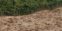 Em julho, 2.254,9 quilômetros quadrados de floresta foram devastados   Foto: DW / Deutsche Welle