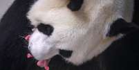 Panda deu cria em zoológico na Bélgica  Foto: Benoit Bouchez Pairi Daiza/Divulgação / via Reuters