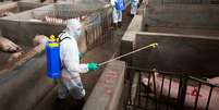 Trabalhadores desinfetam porcos na China para prevenir a peste suína
22/08/2018
REUTERS/Stringer  Foto: Reuters