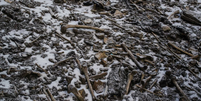 Os ossos de centenas de pessoas foram encontrados em 1942 por um guarda florestal  Foto: Himadri Sinha Roy/Nature Communications / BBC News Brasil