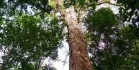 A mais alta das árvores gigantes da Amazônia está dentro de uma unidade de conservação estadual de uso sustentável, a Floresta Estadual do Parú (PA)  Foto: Divulgação/Jhonathan dos Santos / BBC News Brasil
