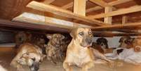 Cães que foram abrigados por Chelle Phillips por ameaça do furacão Dorian, nas Bahamas.  Foto: Facebook/ Chelle Phillips / Estadão Conteúdo