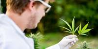 Pesquisador segurando duas folhas de Cannabis (imagem ilustrativa)  Foto: CasarsaGuru / iStock