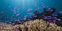 Recifes de corais estão ameaçados pela acidificação dos oceanos  Foto: Science Photo Library / BBC News Brasil