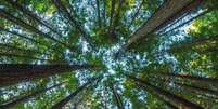 Árvores ajudam a resfriar o clima local, e, sem elas, as temperaturas logo começariam a subir  Foto: Getty Images / BBC News Brasil