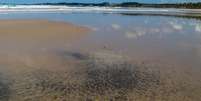 Vazamento de óleo atingiu várias praias do Brasil  Foto: Reuters