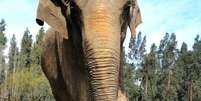 A elefanta Ramba, após o resgate, no Chile. Ela era usada em apresentações circenses no país.  Foto: Santuário de Elefantes/Divulgação / Estadão Conteúdo