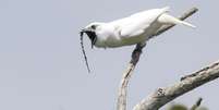 Araponga-da-amazônia: pássaro não só tem o canto mais alto já registrado no mundo animal, como tem 'tanquinho' no abdômen  Foto: Divulgação/Anselmo d'Affonseca / BBC News Brasil
