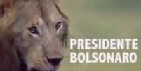 Bolsonaro publica vídeo com leão e hienas e provoca polêmica com STF  Foto: Reprodução / Twitter / Ansa - Brasil