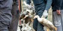 Nova York aprova lei que proíbe venda de foie gras  Foto: EPA / Ansa - Brasil