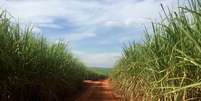 Cultivo de cana-de-açúcar em Jaboticabal (SP) 
02/05/2019
REUTERS/Marcelo Teixeira  Foto: Reuters