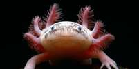 Aparência dos axolotes divide opiniões — para alguns, eles são adoráveis, para outros, criaturas bizarras  Foto: Minden Pictures/Alamy / BBC News Brasil