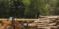 Trator carrega troncos de árvores cortados de maneira ilegal na Amazônia  Foto: Paulo Santos  / Reuters