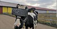 Vaca em fazenda russa que testa realidade virtual nos animais   Foto: Divulgação / Estadão