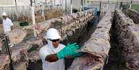 Fábrica de carne bovina em Santana de Parnaíba, SP
19/12/2017
REUTERS/Paulo Whitaker   Foto: Reuters
