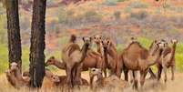 O que se considera como o grupo de 'camelos selvagens australianos' também inclui dromedários  Foto: Getty Images / BBC News Brasil