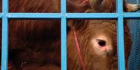 Close no rosto de uma vaca viva dentro de uma jaula  Foto: Getty Images / BBC News Brasil