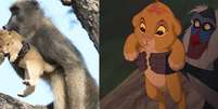 Momento em que babuíno salva filhote de leão gerou comparações com cena inicial de 'Rei Leão'  Foto: Facebook / @kurtsafari I Disney / Reprodução / Estadão