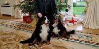 Michael D. Higgins com seus dois cachorros  Foto: Twitter / @presidentIRL / Estadão